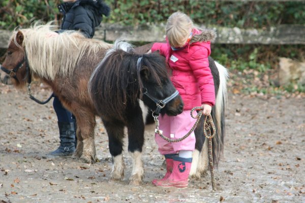 Judith Manicke schließt bereits Freundschaft mit einem Pony. Die Kurse starten Ende Februar. - © Ponyfreunde Lippe/Sylvia Frevert
