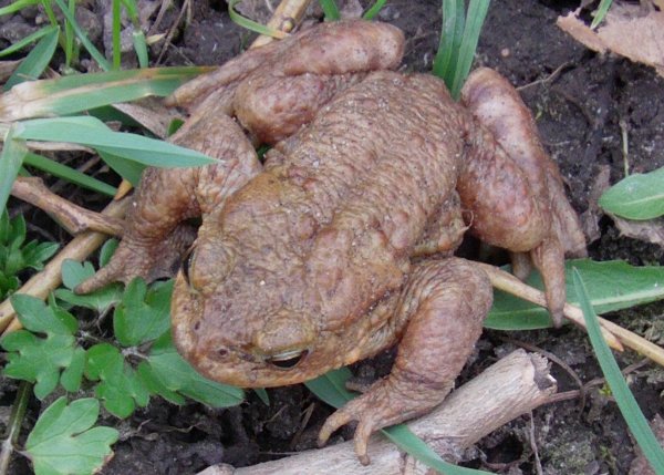 Amphibien wie diese Erdkröte machen sich bald wieder auf ihren gefährlichen Weg. Foto: NABU Leopoldshöhe/Dirk Rosenlicht - © NABU Leopoldshöhe/Dirk Rosenlicht