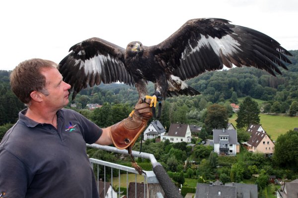 Peter der aktuelle: Der Steinadler, der den Namen seines Vorgängers aus den Gründertagen der Adlerwarte trägt, sitzt hier auf der Hand von Falkner Klaus Hansen hoch über der hügeligen Szenerie Berlebecks. Die Einrichtung soll ausgebaut werden. - © Bernhard Preuss