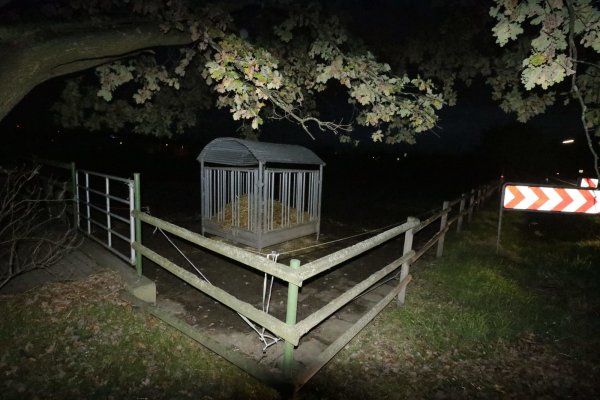 Die Stute Meli ist von einer Weide an der Herforder Straße verschwunden. - © Angelina Kuhlmann