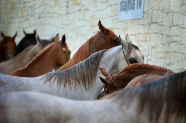 Pferde - © Symbolfoto: Pixabay