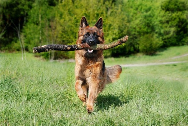 Der Dogscanner zwigt für dieses Bild die Rasse Schäferhund an. - © Symbolfoto: pixabay