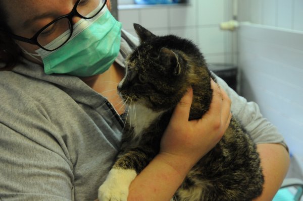Lotte ist eine alte Dame. Sie hat bereits 16 Jahre auf dem Katzenbuckel und ist dehalb schwer vermittelbar. "Dabei", so Anne Mähling, ist Lotte eine echte Schmusemaus. - © Heiko Kaiser