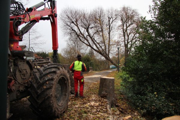 Erst setzt die Säge an, dann wird mit der Seilwinde nachgeholfen. Am Lindenwall in Höhe der Kohlstraße fallen die Bäume. Die haben gut 100 Jahre auf der Rinde, gelten aber als krank. - © Katrin Kantelberg