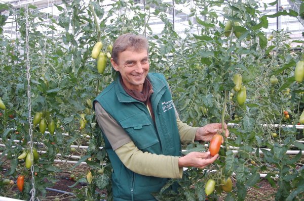 Carsten Schumacher freut sich über den guten Fruchtansatz bei der Flaschentomate "Pozzano". - © Ingrun Waschneck