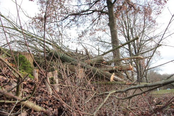 Am Entruper Weg liegen abgeschnittene Äste und gefällte Bäume zwischen einzelnen, die stehen bleiben. Foto: Carolin Brokmann-Förster - © Carolin Brokmann-Förster