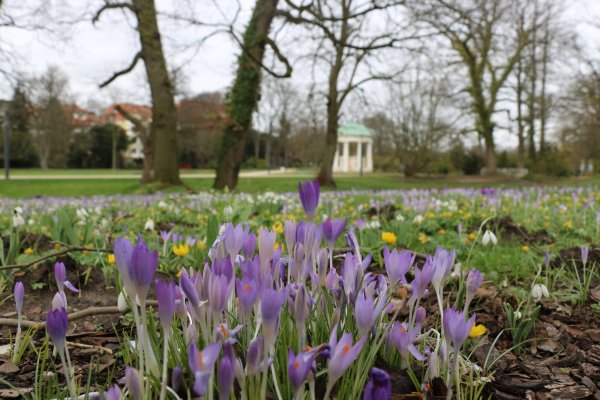 Im Kurpark Bad Salzuflen sind bereits im Februar viele blühende Pflanzen zu sehen. - © Till Sadlowski