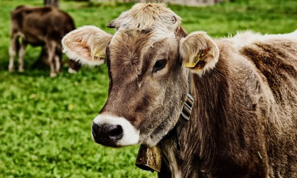 Produktiv: Die Kühe in Ostwestfalen-Lippe geben besonders viel Milch. Und das trotz der heißen Monate im vergangenen Jahr. - © Pixabay.com