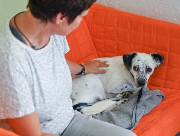 Manche Tiere reagieren besonders ängstlich, wenn sie Feuerwerk hören. Statt sie zu bemitleiden, sollten Tierhalter möglichst für eine entspannte Atmosphäre sorgen und Spielerituale integrieren. - © Symbolfoto: dpa/Patrick Pleul