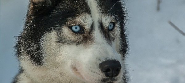 Rassetypisch hat ein Husky einen starken angeboren Jagdtrieb. - © Symbolfoto Pixabay