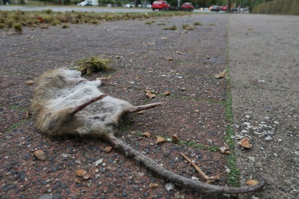 Kurz vor dem Adenauerplatz liegt diese Ratte tagelang herum. - © Kurt Ehmke
