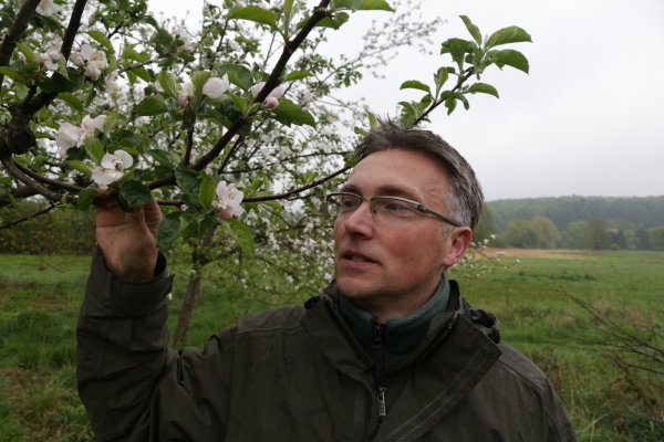 In voller Blüte: Frank Meier am historischen Apfelbaum, den er erfolgreich vermehrt hat. - © Friederike Schulz