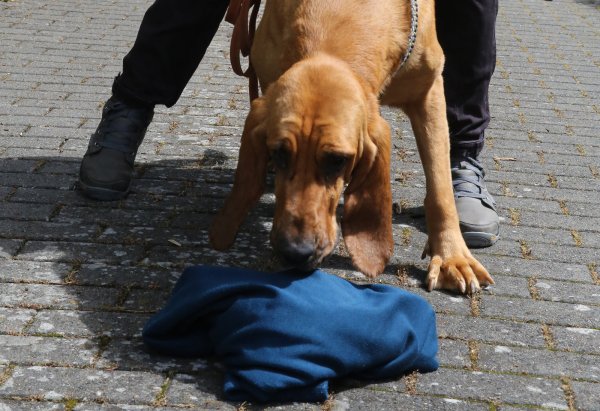 Nimmt die Fährte auf: Spürnase Thusnelda schnuppert an einem Pullover um dann denjenigen zu suchen, dem das Kleidungsstück gehört. - © Elke Niedringhaus-Haasper