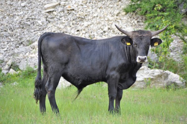 Auftrieb: Die beiden Auerrinder werden zunächst vier bis sechs Wochen auf dem Gelände des vom Naturschutzbund Oerlinghausen zur Verfügung gestellten Areals am Steinbruch am Barkhauser Berg weiden, ehe sie in das Naturschutzgroßprojekt wechseln. - © Karin Prignitz