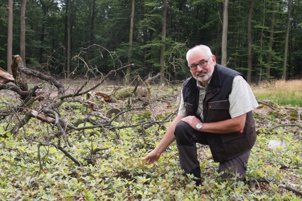 Eine Wissenschaft für sich: Was für den Laien wie Kahlschlag aussieht, hat System. Günter Harmel erklärt das Prinzip der Neuanlage von Eichenwäldern im Beller Forst. - © Tanja Andersen
