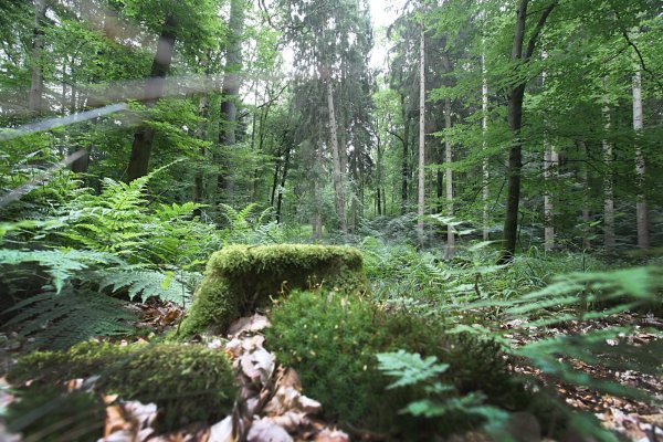 Idylle in Bad Salzuflen: Hier besitzt der Landesverband kleinere Waldstücke. - © Vera Gerstendorf-Welle