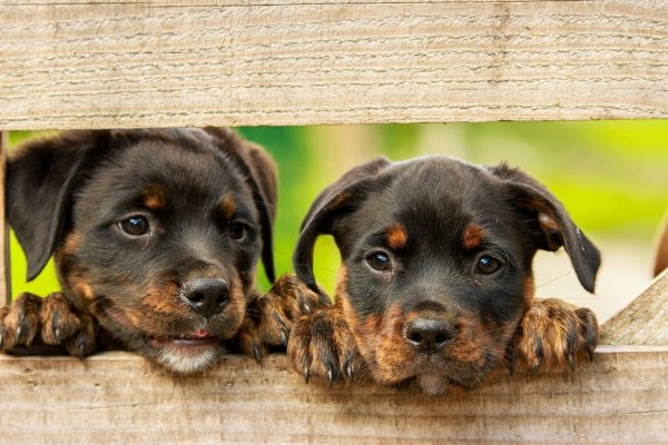 Die geretteten Tiere wurden bei einer Tierschützerin untergebracht. - © Pixabay (Themenbild)