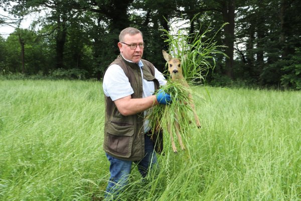 Gerettet: Tassilo Marowsky vom Hegering Versmold greift das Rehkitz mit Handschuhen und Gras, damit der Menschenduft nicht an dem Tier haftet. - © Mareike Gröneweg