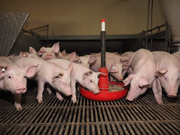 Ferkelaufzucht | Verwendung weltweit, Keine Weitergabe an Wiederverkäufer. - © picture alliance / AGRAR-PRESS