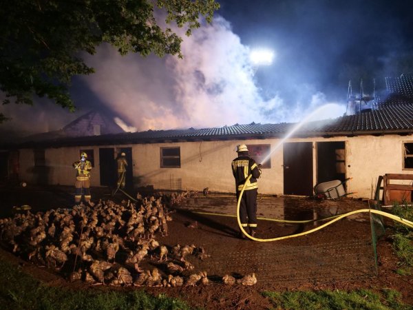 Rund 60 Feuerwehrleute bekämpften am Dienstagmorgen einen Großbrand auf einer Gefügelfarm in Delbrück. 4.000 Junggänse starben. - © Ralph Meyer