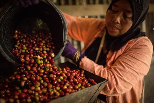Harter Job: Eine Angestellte verarbeitet die rohen Kaffeekirschen aus denen später der Fairtrade-Kaffee entsteht.  - © TransFair e.V. / Nathalie Bertrams
