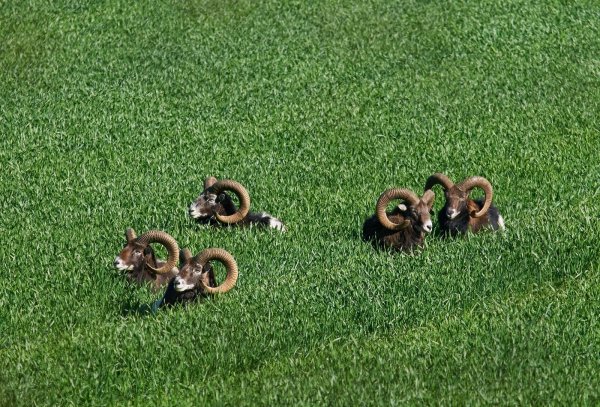 Zum Tode verurteilt: die Bielefelder Mufflons. - © Ludger Büskens