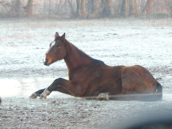 Das Pferd ist sichtlich abgemagert und schafft es nicht, sich selbstständig vom gefrorenen Boden zu erheben. - © Astrid Reinke