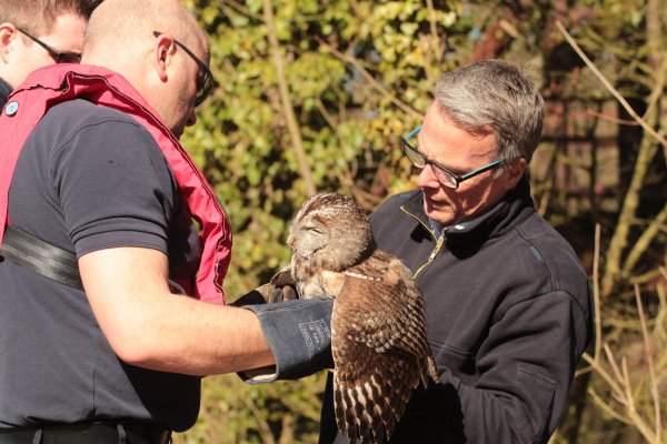 Tierrettung an der Bega - eine Eule hatte sich in einer Anglerschnur verfangen. - © Till Brand