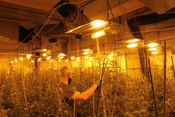 In der mit professioneller Technik ausgestatteten Plantage gediehen mannshohe Cannabispflanzen. - © Polizei Paderborn
