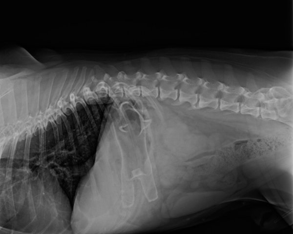 Die Umrisse des verschluckten Gegenstandes sind sehr gut zu erkennen. - © NW