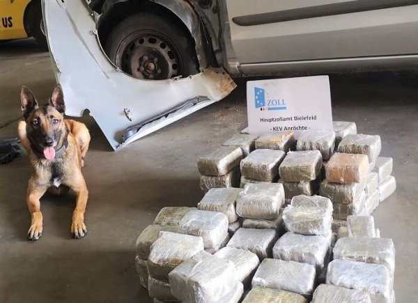 Zollhündin Lieschen Müller ist ein Profi. Erst im Oktober hatte sie - wie hier zu sehen ist - 52 Kilo Marihuana in einem Auto aufgespürt. - © Zoll