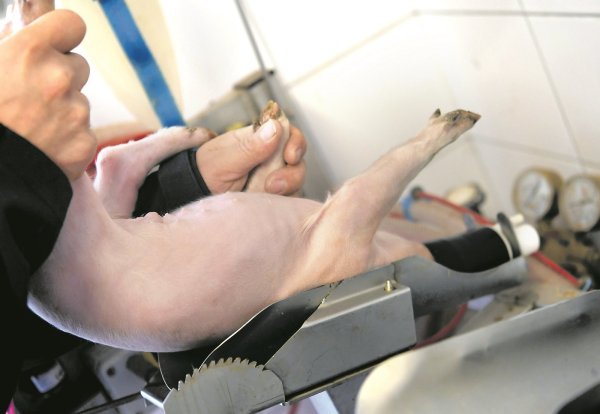 Mit der Inhalations-Methode sollen Landwirte Ferkel selbst betäuben können. Im Gegensatz zur Injektion sind die Tiere nach zwei Minuten wieder fit. - © Symbolfoto dpa