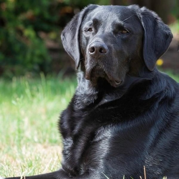 Verletzt: der Schwarze Labrador Joe (4). - © Privat