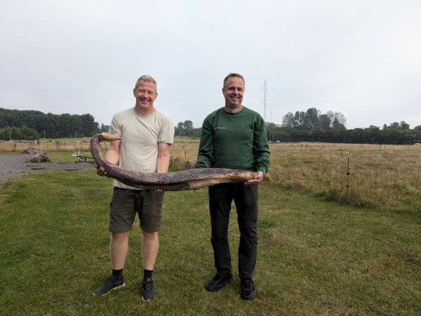Zwei Bornholmer Naturführer zeigen den seltenen Fund. - © René Vilsholm/NaturBornholm/dpa
