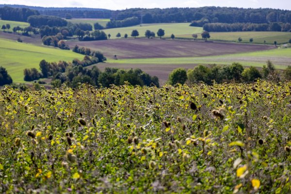 Die Sonnenblumen bei Vlatten in der Eifel genießen das spätsommerliche Wetter. - © Thomas Banneyer/dpa