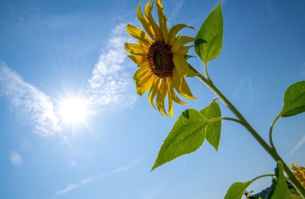Die Sonne soll sich in den kommenden Tagen öfter zeigen. (Archivbild) - © Pia Bayer/dpa