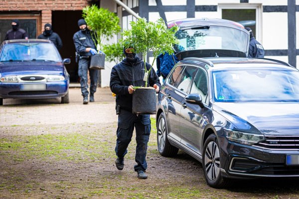 Die Polizei beschlagnahmt Hanfpflanzen bei einer Razzia in NRW (Archivfoto) - © Moritz Frankenberg/dpa