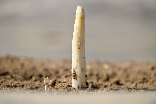 Der erste Spargel - © Uwe Anspach/dpa