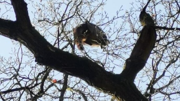 Katze oder Waschbär? - © Feuerwehr Bad Salzuflen