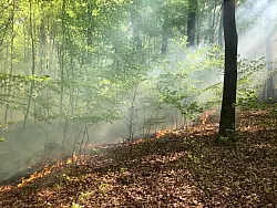 Der Brandherd war mitten im Wald, an der historischen Eichenallee. - &copy; Feuerwehr Schieder-Schwalenberg