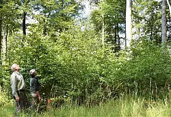 Hier sollte das Blau des Himmels eigentlich kaum zu sehen sein &ndash; die Buchen bereiten F&ouml;rster Stephan Radeck und Susanne Hoffmann vom Landesverband jedoch immer gr&ouml;&szlig;ere Sorgen. - &copy; Greta Wiedemeier