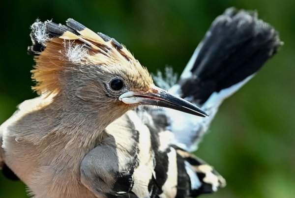 Ein Wiedehopf wird von einem Vogelberinger in Sielmanns Naturlandschaft Do?beritzer Heide in der Hand gehalten, um die Küken im Nest beringen und wiegen zu können. - © Jens Kalaene/dpa