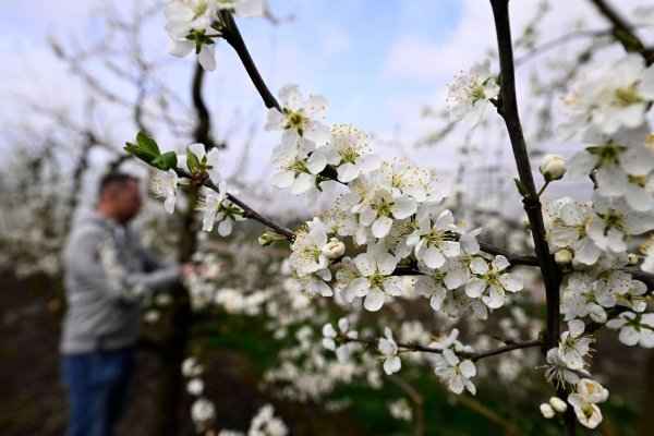 Die weissen Blüten einer Pflaume blühen bei Obstbauer Bernd Schumacher. - © Roberto Pfeil/dpa