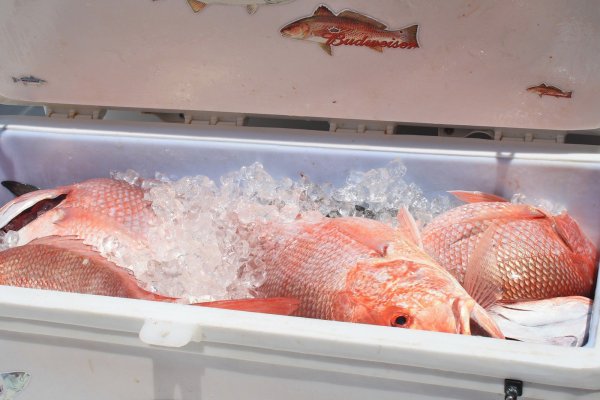 Der Fisch soll mit Algengift belastet sein. - © Symbolbild: Pixabay