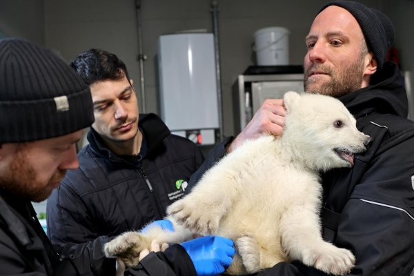 Einen Namen hat das Tier bisher nicht. Details zur Namenssuche soll es bald geben. - © Timo Deible/Zoo Karlsruhe/dpa