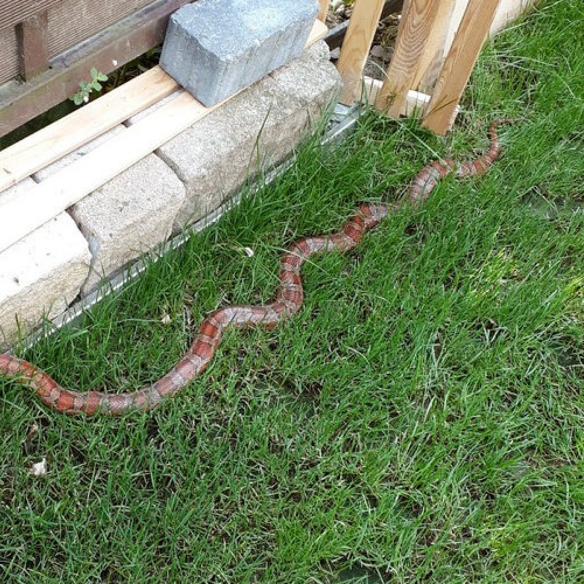 Anwohner In Lugde Entdeckt Schlange In Seinem Garten Lokale Nachrichten Aus Lugde Lz De
