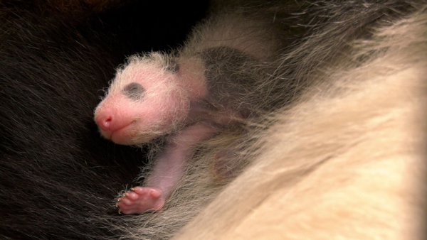 Seit ihrer Geburt haben die Zwillinge ihr Gewicht mehr als verdoppelt. - © -/Zoo Berlin/dpa