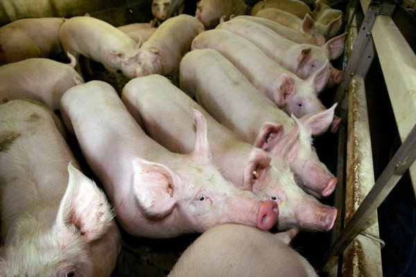 Auch 2023 wurde in der Masttierhaltung teils viel Antibiotika eingesetzt. (Symbolbild) - © picture alliance / dpa