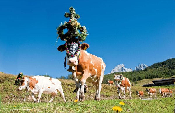 Die Weidetiere werden für den Almabtrieb mit Kränzen, Zweigen und bunten Bändern geschmückt. - © Hans Huber/Filzmoos Tourismus/dpa-tmn