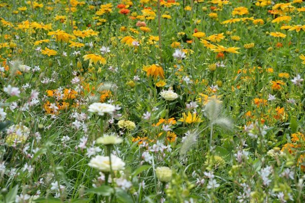 Blumenwiese statt Rasen - © Foto: Andrea Warnecke